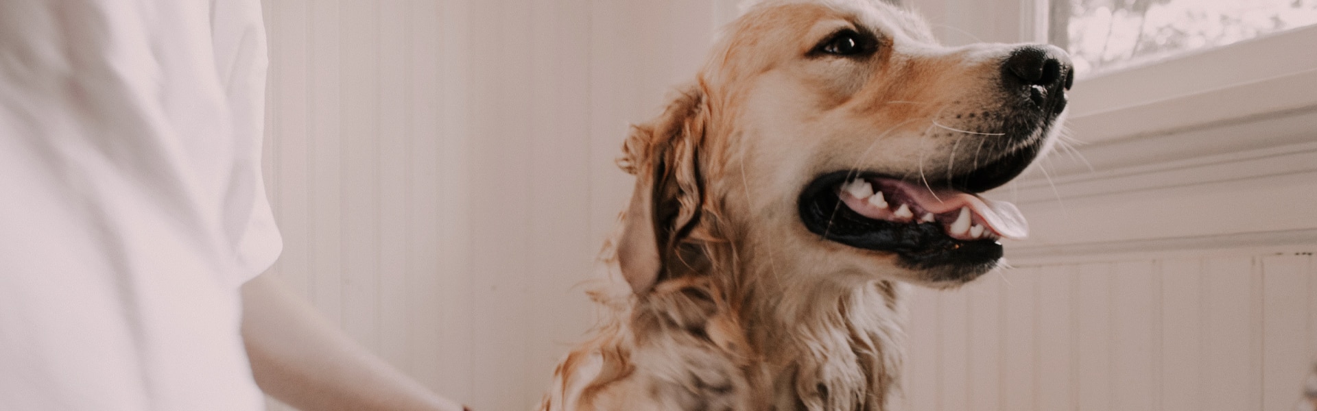 How to Become a Dog Groomer