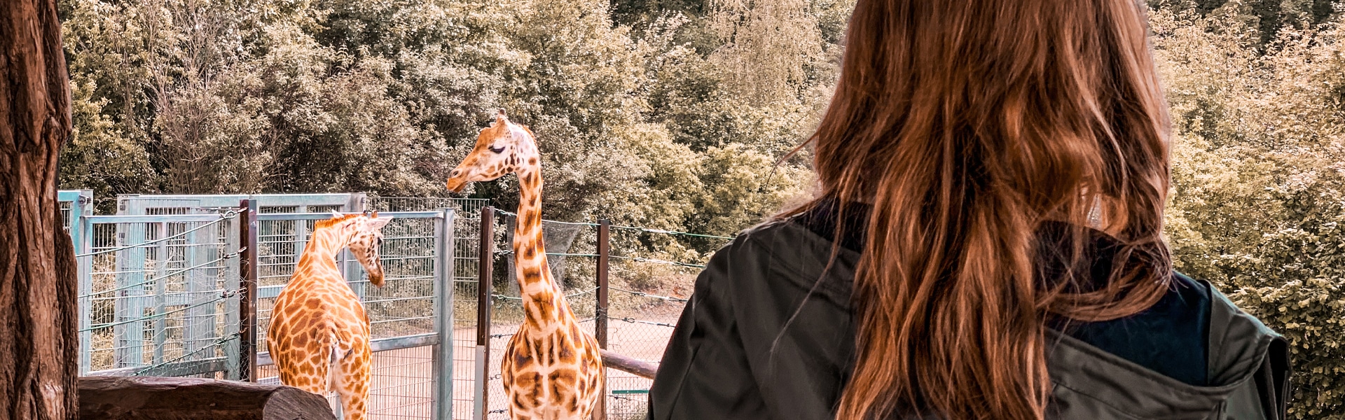 How to Become a Zookeeper